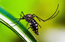 Deputado Dr. Vinícius alerta sobre aumento de casos de dengue hemorrágica no Piauí