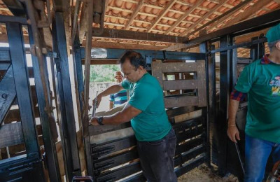 Campanha de vacinação contra febre aftosa quer imunizar 700 mil animais no Piauí