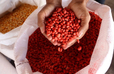 SAF entrega sementes a agricultores familiares de 24 municípios nesta sexta (24)