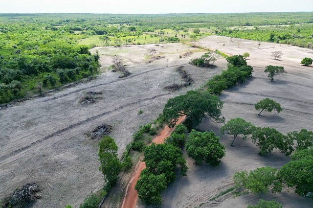 Ação monitorou o desmatamento ilegal nos biomas da caatinga e cerrado