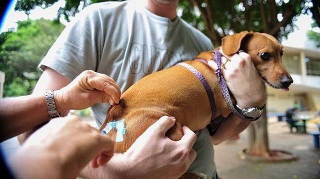 A vacinação contra a raiva animal vai acontecer em todo o Piauí
